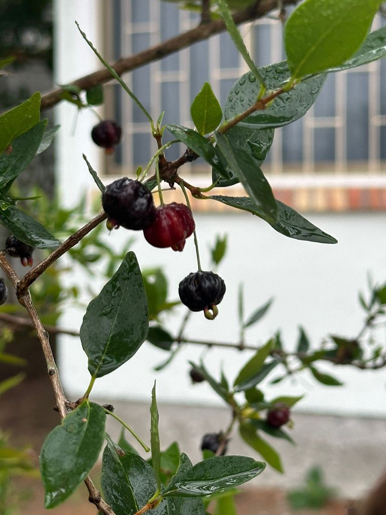 Recanto das pitangueiras